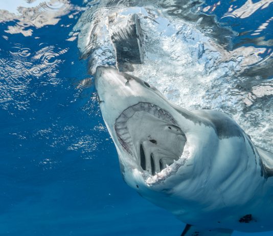 Fun Facts About Animal Teeth