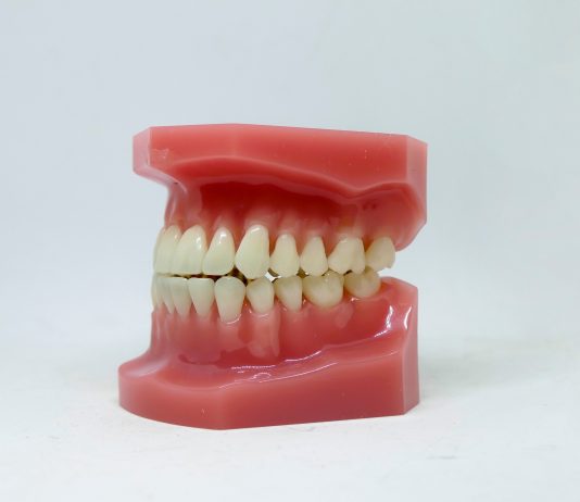 Our Different Types of Teeth—and What They Do